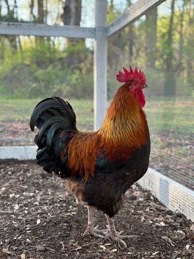 2024_fair_apa_lf_rooster_5.jpeg
