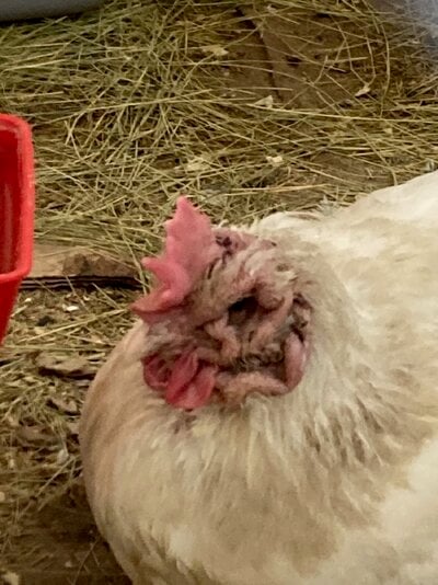 Chicken--swollen glands - 1.jpeg