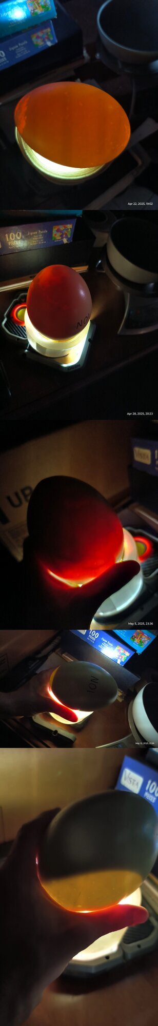 N01 died before hatching.jpg