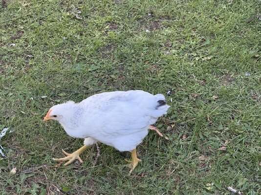 IMG_2468.jpeg