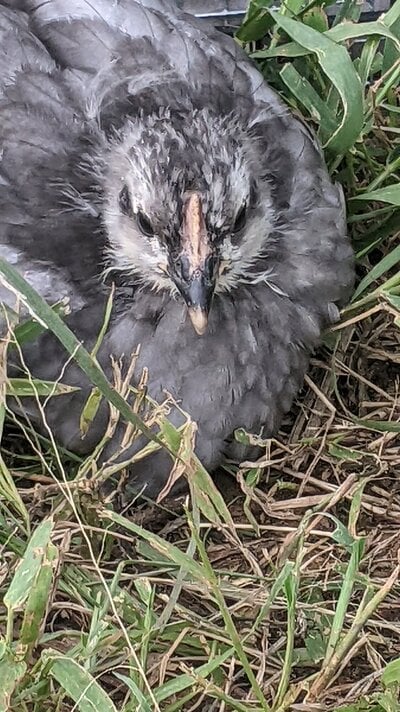 babybluepullet2.jpg
