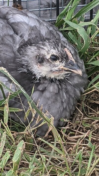 babybluepullet3.jpg