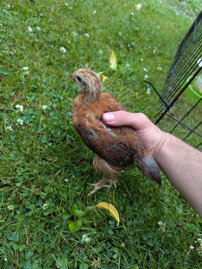 Chick #8.jpg