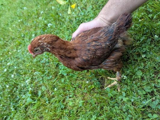 Chick #1.jpg