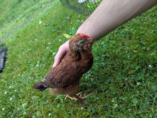 Chick #3.jpg