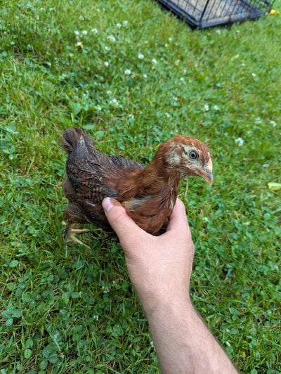 Chick #4.jpg