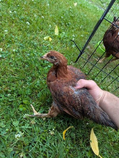 Chick #5.jpg