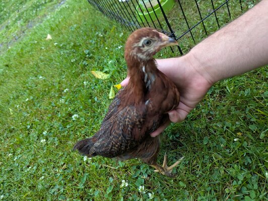 Chick #6.jpg