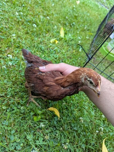 Chick #7.jpg