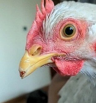 Beak 1.jpg