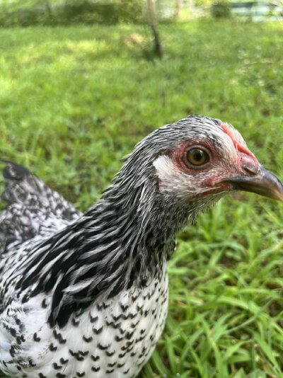 IMG_9073.jpeg