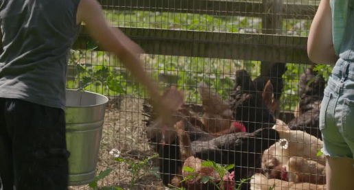 feed chicken.png