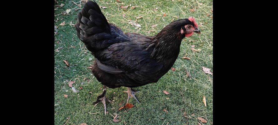 chicken_mantle_gold.jpg