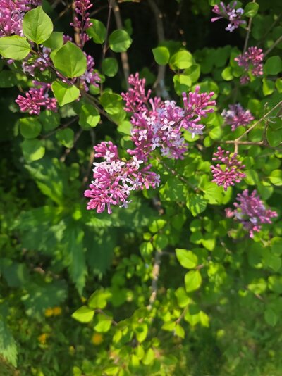2025-05-31T12_55_35-05_00(1).jpg