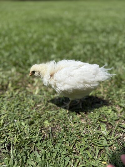 IMG_9254.jpeg