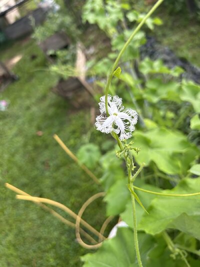IMG_0019.jpeg