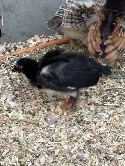 IMG_2585.jpeg