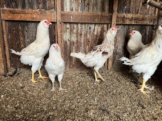 Rumpless white hen with brothers.jpg