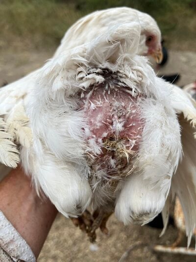 Rumpless white hen 2.jpg
