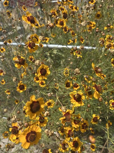 IMG_4693.jpeg
