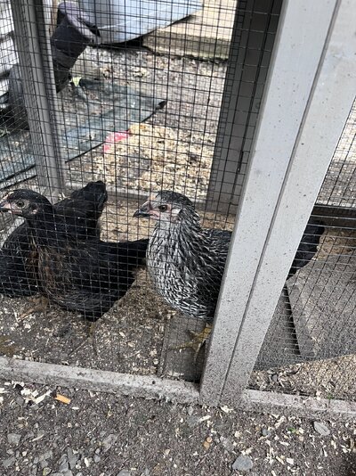 IMG_6836.jpeg
