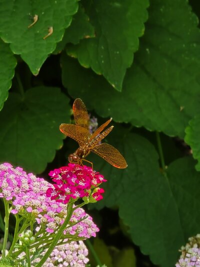 dragonfly.jpg