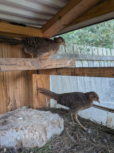 IMG_20250714_191703 (1).jpg