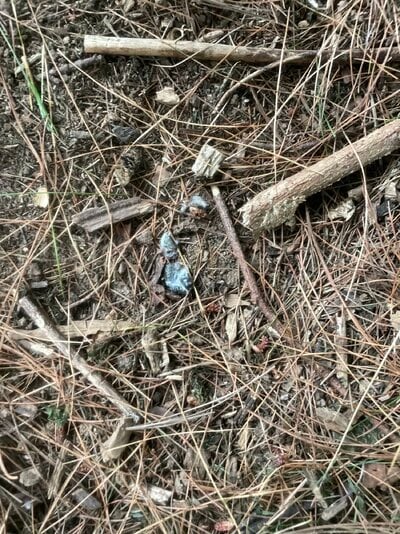 IMG_4660.jpeg