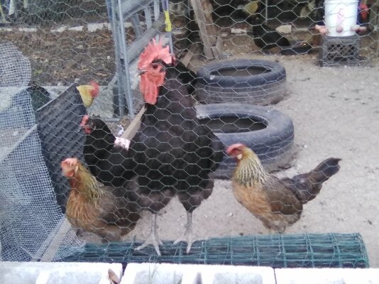 JG's and Leghorns.jpg