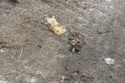 IMG_1005.jpeg