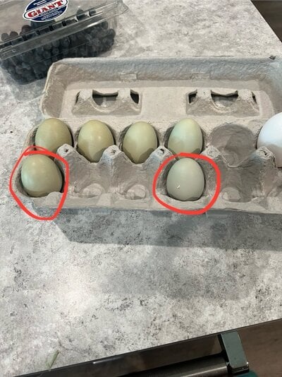 new egg.jpg