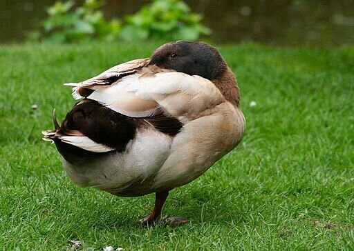 512px-Khaki_Campbel_drake_perched_on_one_leg.jpg