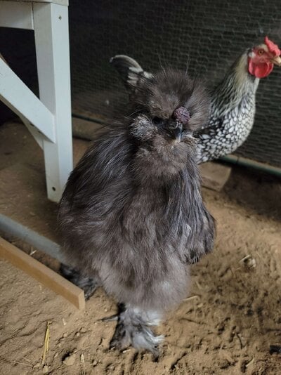 GrayLucille.jpg
