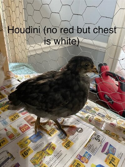 IMG_0667.jpeg