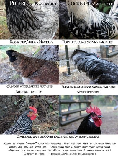 pullets_cockerels.jpg