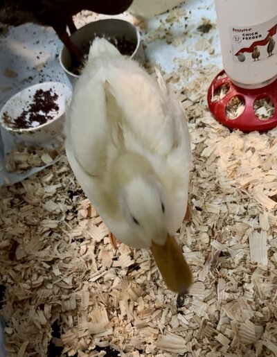 IMG_1072.jpeg
