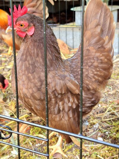 chocolate serama hen.jpg