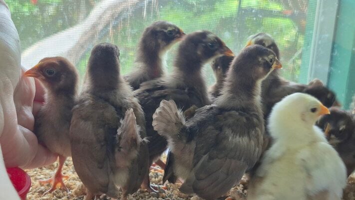 chocolate serama 3 week old chicks.jpg