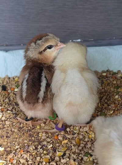 Tenn (l) + Olive (r).jpg