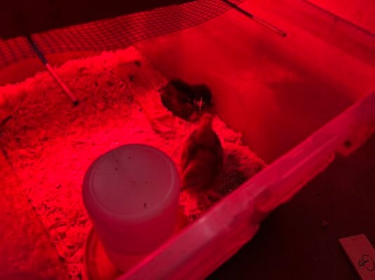 LITTLE BROODER.jpeg
