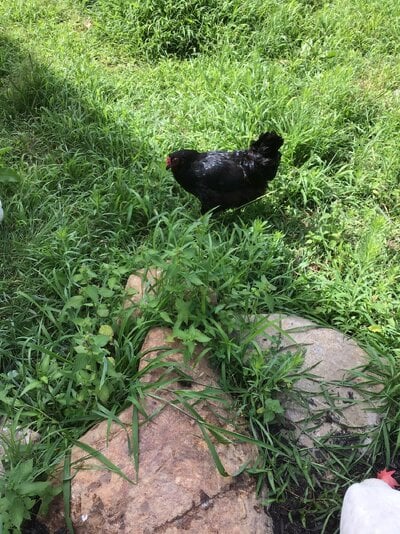 IMG_3843.jpeg
