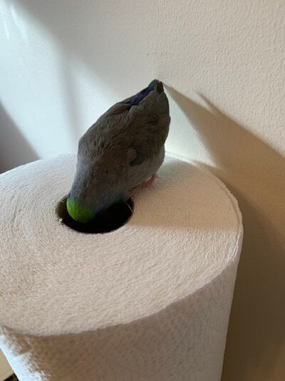 IMG_9029.jpeg