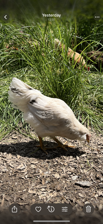 IMG_8333.png