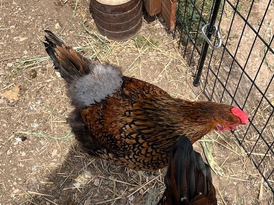Lacey Chicken.JPG