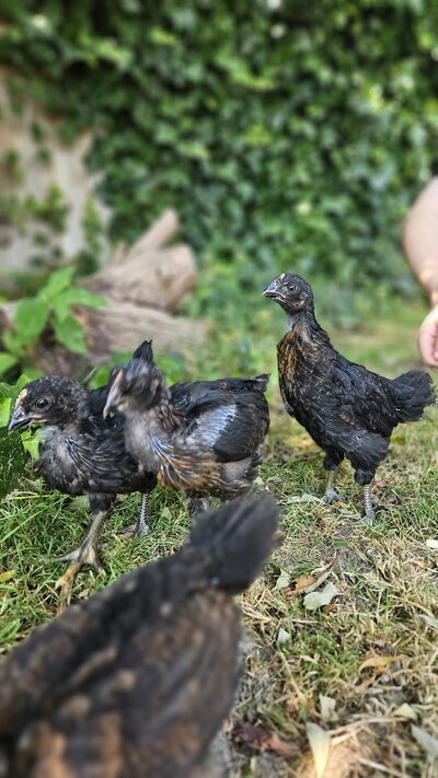 chicks2.jpg