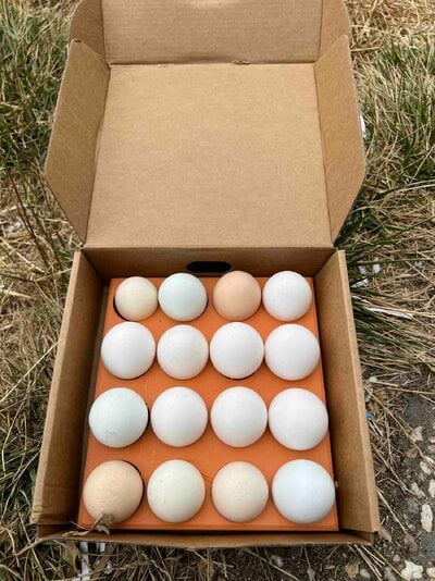 eggs.jpg