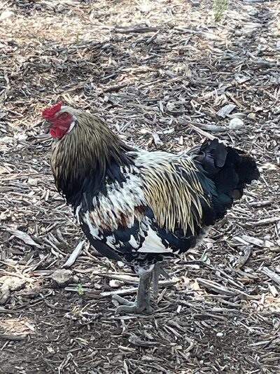 easter egger rooster.jpg