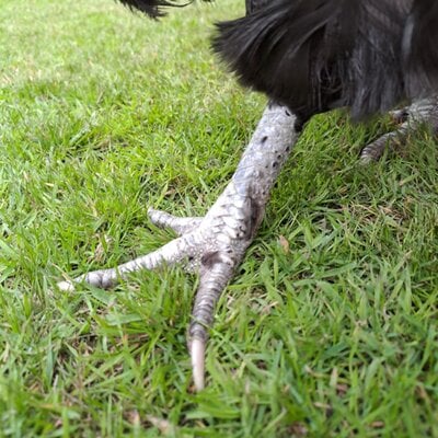 Teriyaki Foot.jpg
