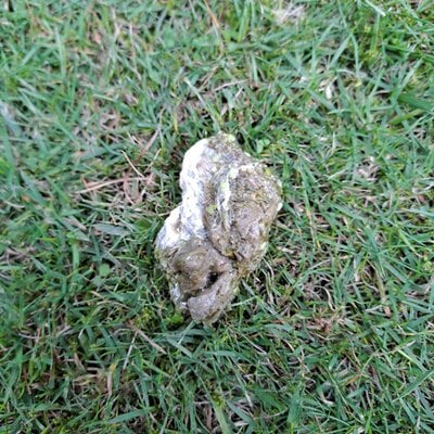 Teriyaki Poo 2.jpg
