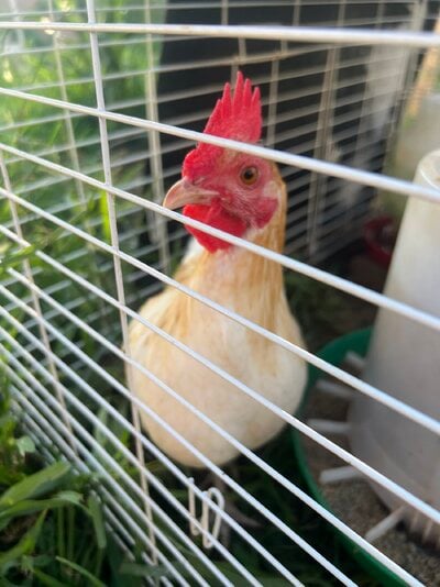IMG_3743.jpeg